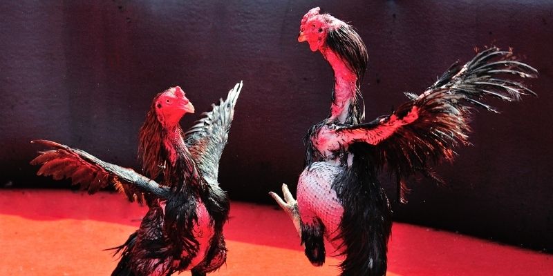 nohu78 bắn cá đổi thưởng